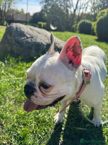 French Bulldog dogs Lulu - Advert 19