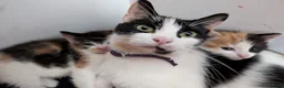 Mixed Breed cats for sale: 2 Female Calico Kittens Looking For Loving Homes in Bournemouth - Advert 1