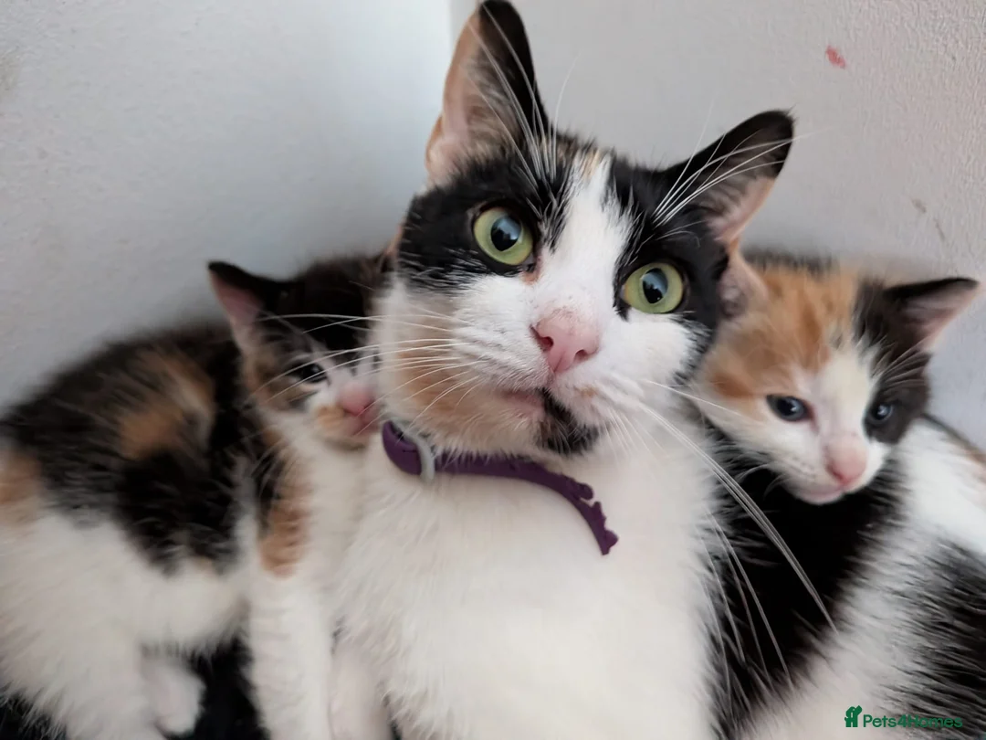 Mixed Breed cats for sale: 2 Female Calico Kittens Looking For Loving Homes in Bournemouth - Advert 1