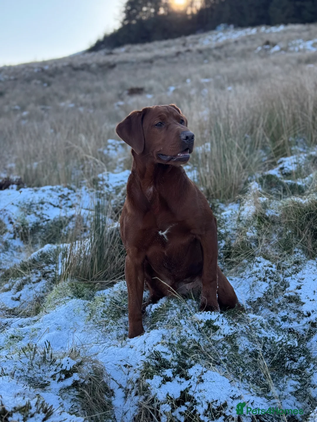 Labrador Retriever dogs for stud: DARK RED FULLY HEALTH TESTED LABRADOR STUD - Advert 10