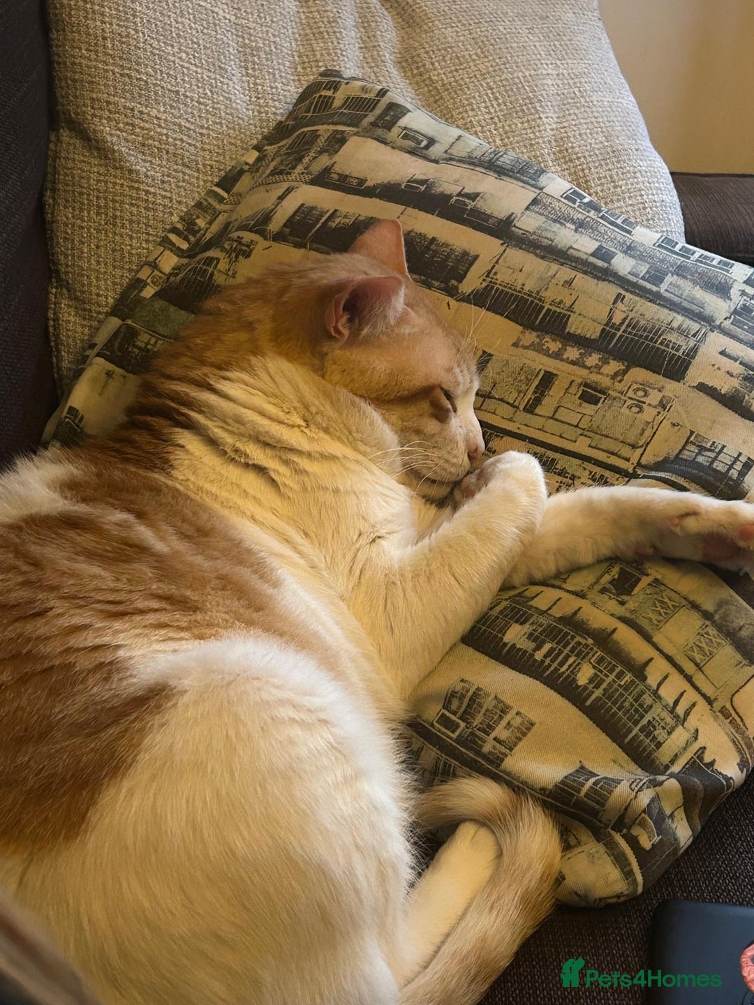 Mixed Breed cats for adoption: [Indoors only] Goofy! Adorable clingy champ! - Advert 4