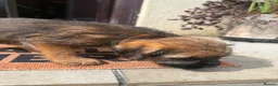 Border Terrier dogs for sale: One girl border puppy - Advert 8