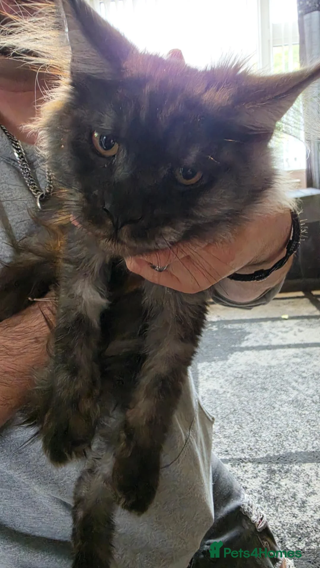 Maine Coon cats for sale: 2 beautiful maincoon kittens  in Ipswich - Advert 4