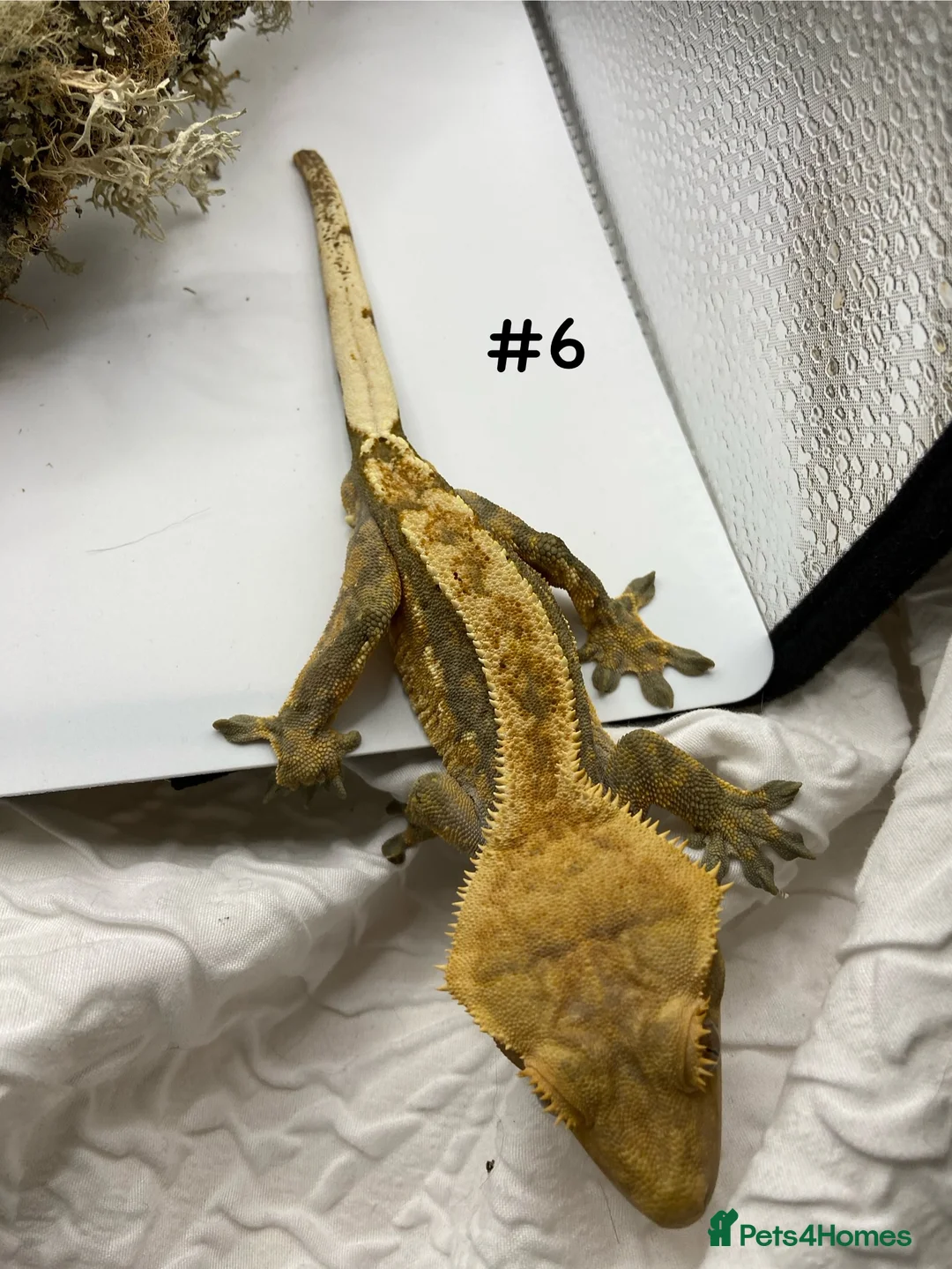 Gecko reptiles for sale: Adult and Juvenile Crested Geckos - Advert 21