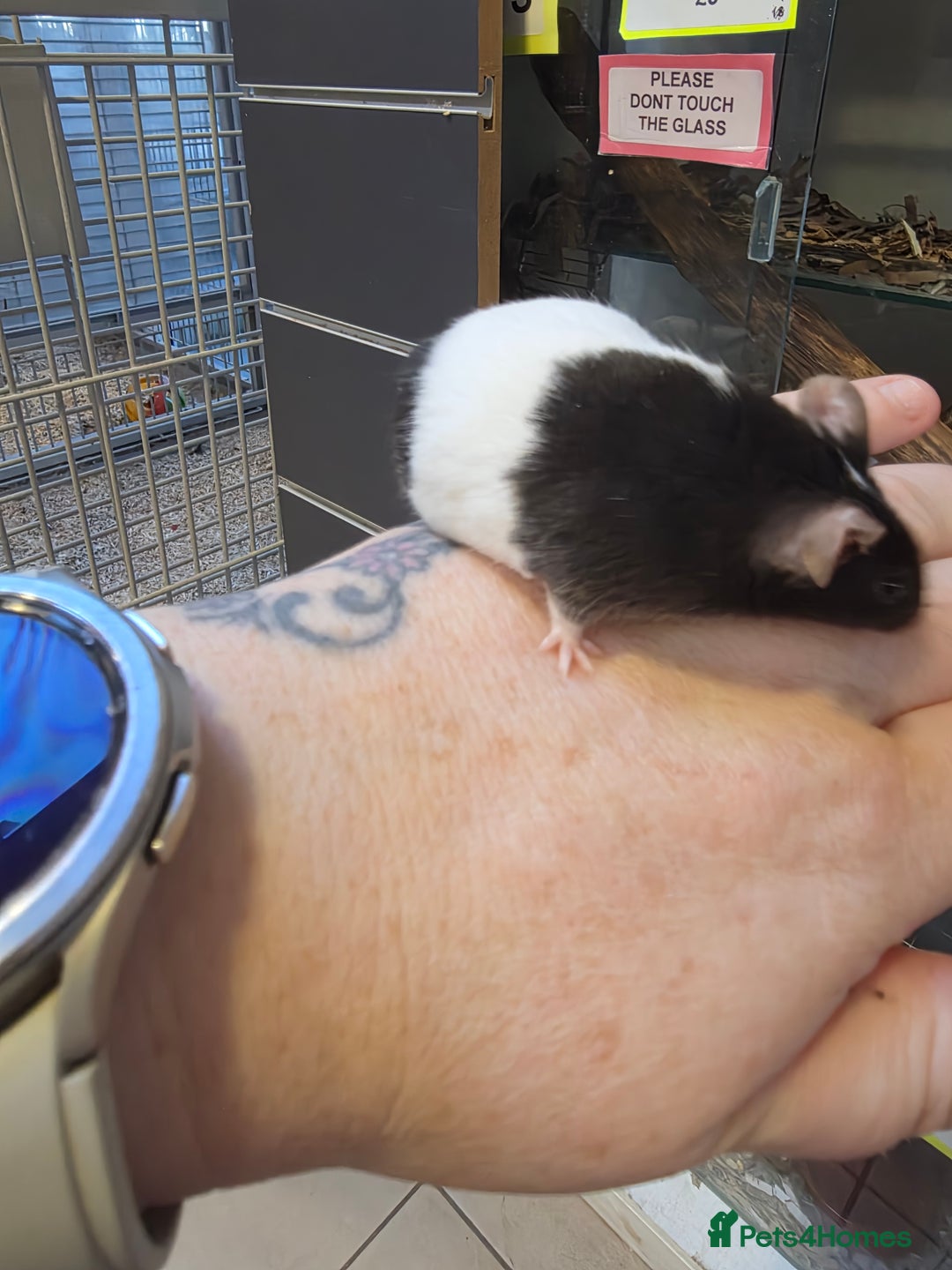 Mouse rodents for sale: Mice, males and females  - Advert 24