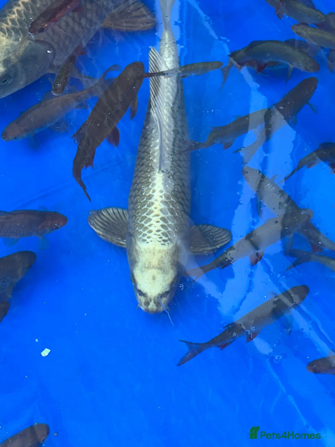 Koi Carp fish for sale: Large ghost koi - Advert 1