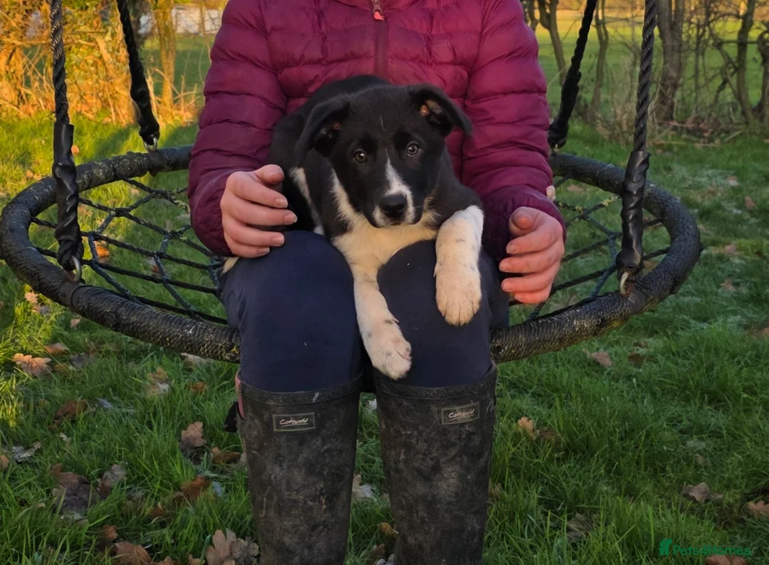 Border Collie dogs for sale: 🐾 Border Collie Pups - 1 Boy Available 🐾 - Advert 8