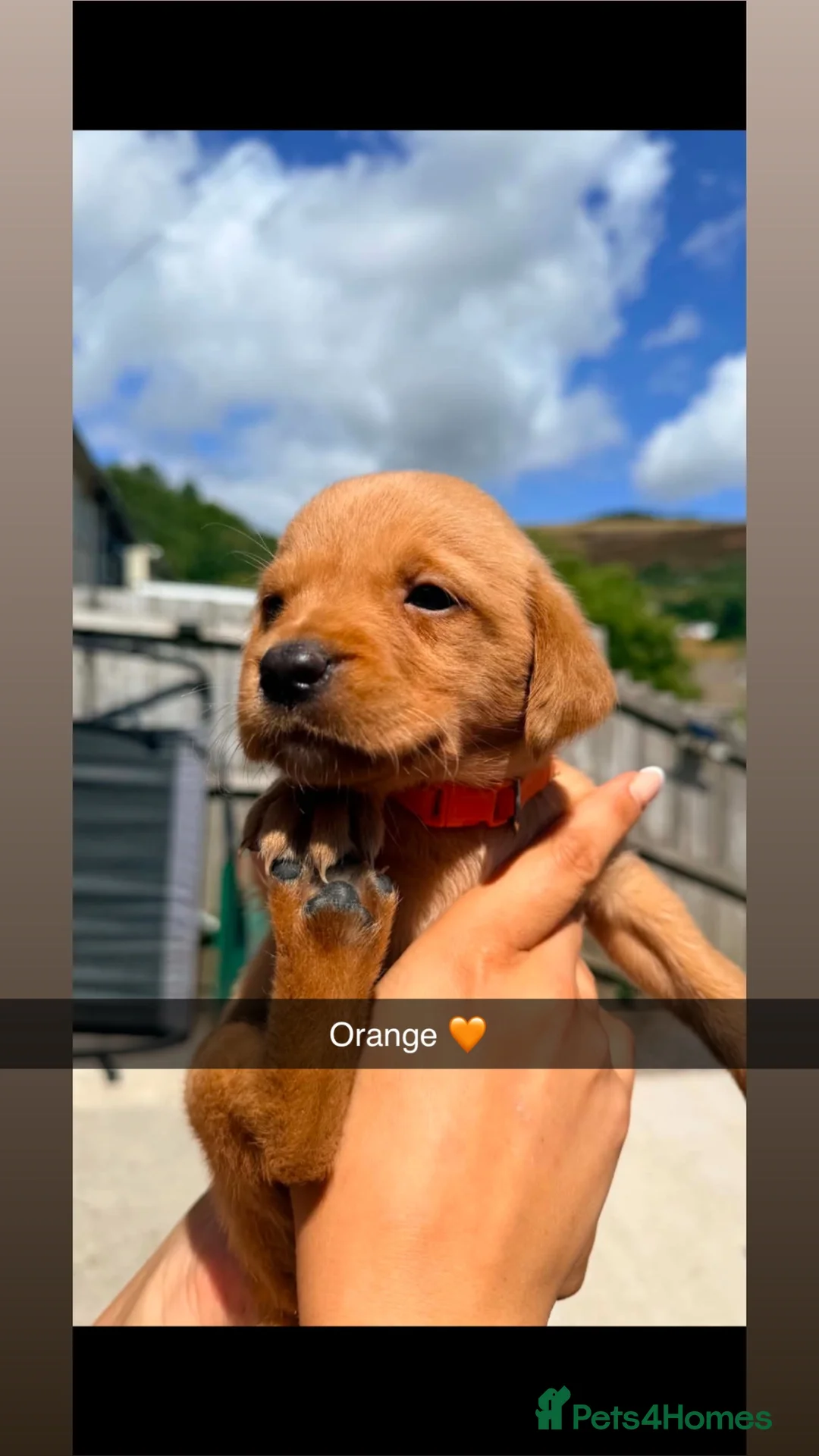 Labrador Retriever dogs for sale: Beautiful Labrador litter  in Porth - Advert 2