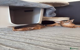 Abyssinian cats for sale: Champion Line Abyssinian Kittens - Reserve Today! - Image 18