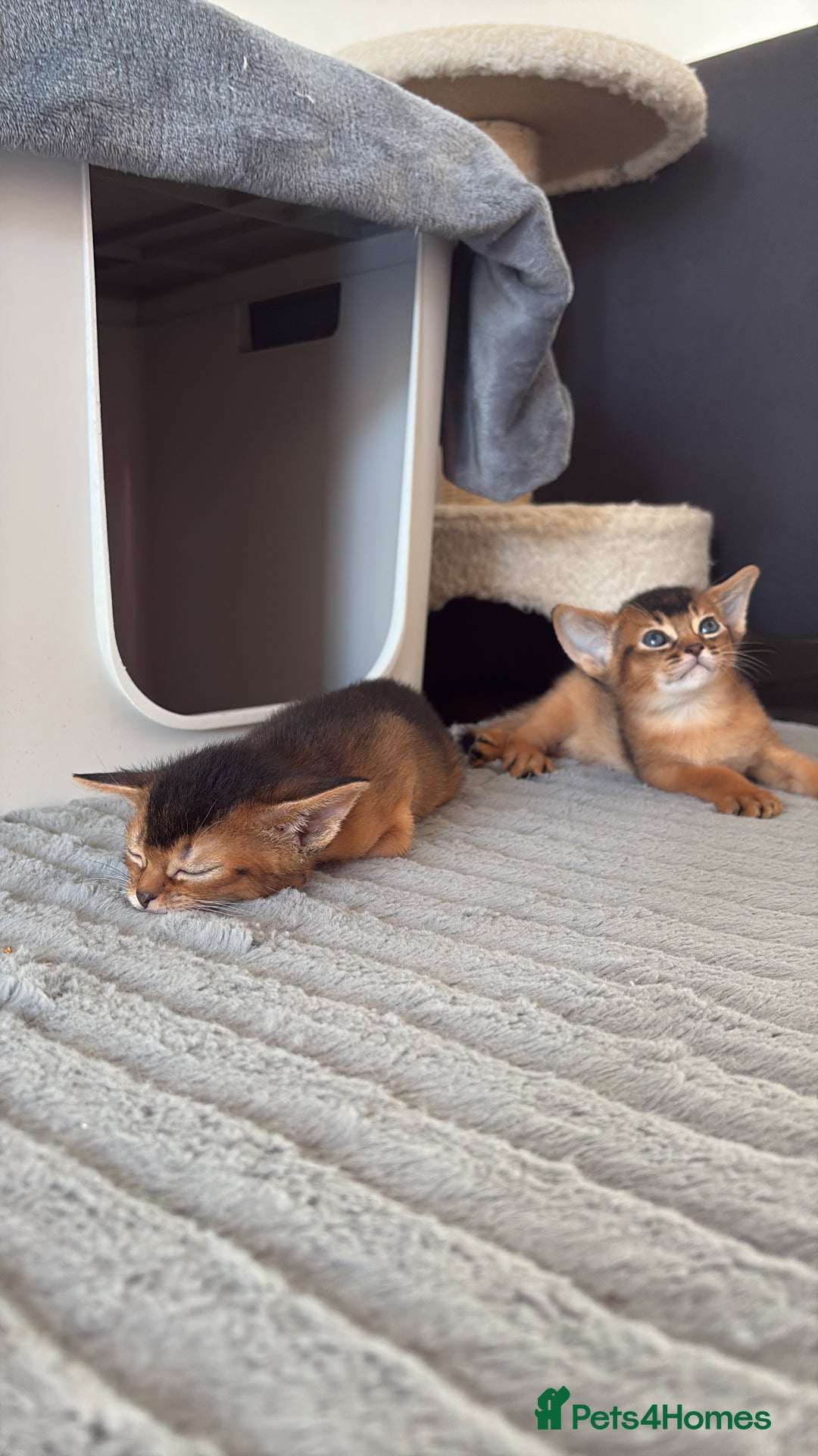 Abyssinian cats for sale: Champion Line Abyssinian Kittens - Reserve Today! - Image 18