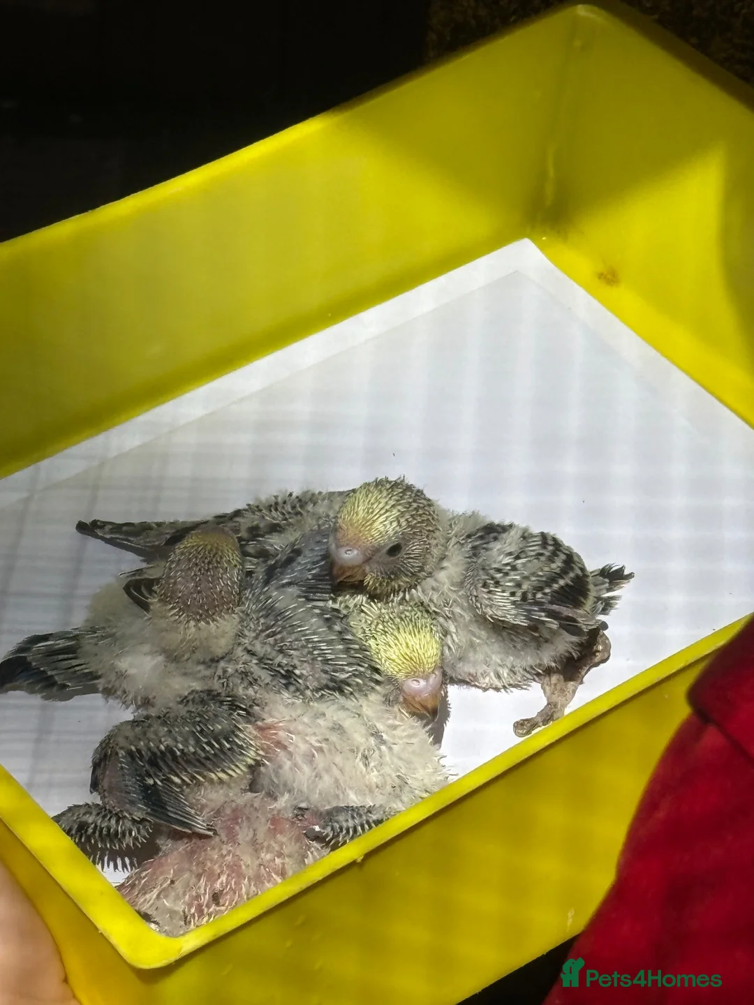 Budgerigars birds for sale: Young budgies for sale   - Advert 5