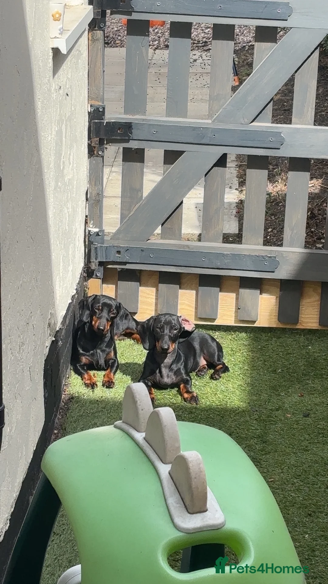 Miniature Dachshund dogs for sale: Miniature dachshund - Advert 1