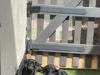 Miniature Dachshund dogs Miniature dachshund - Advert 3