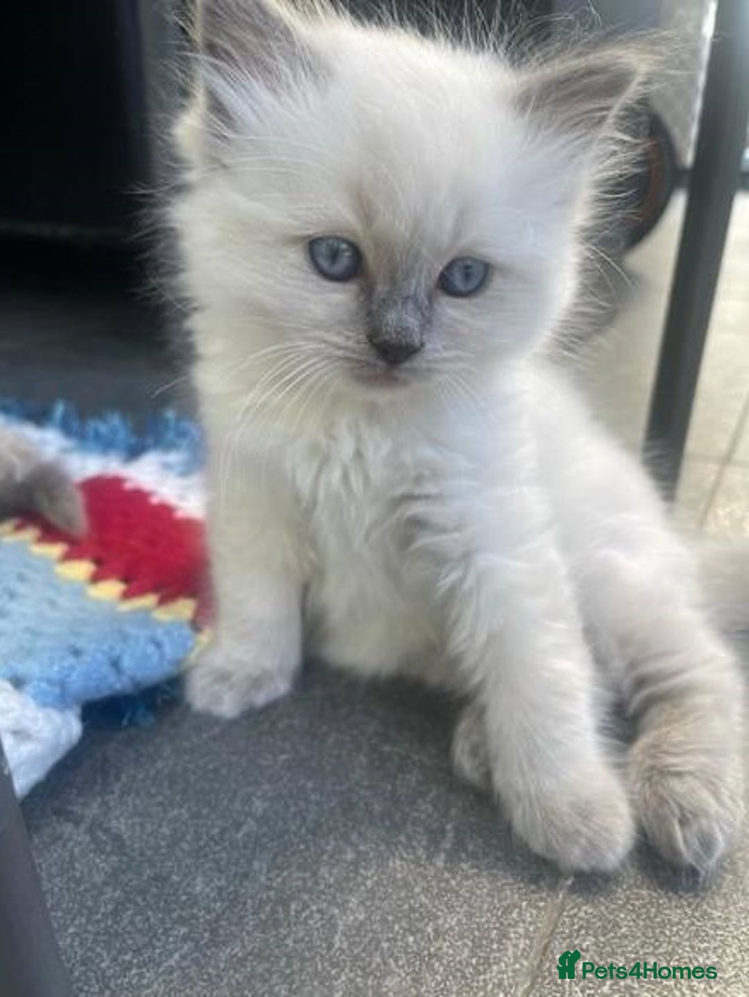 Ragdoll cats for sale: **Stunning pure bred ragdoll kittens*for*sale - Image 2