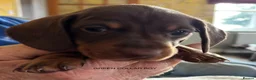 Miniature Dachshund dogs for sale: Adorable litter of Miniature Dachshund Puppies - Advert 12