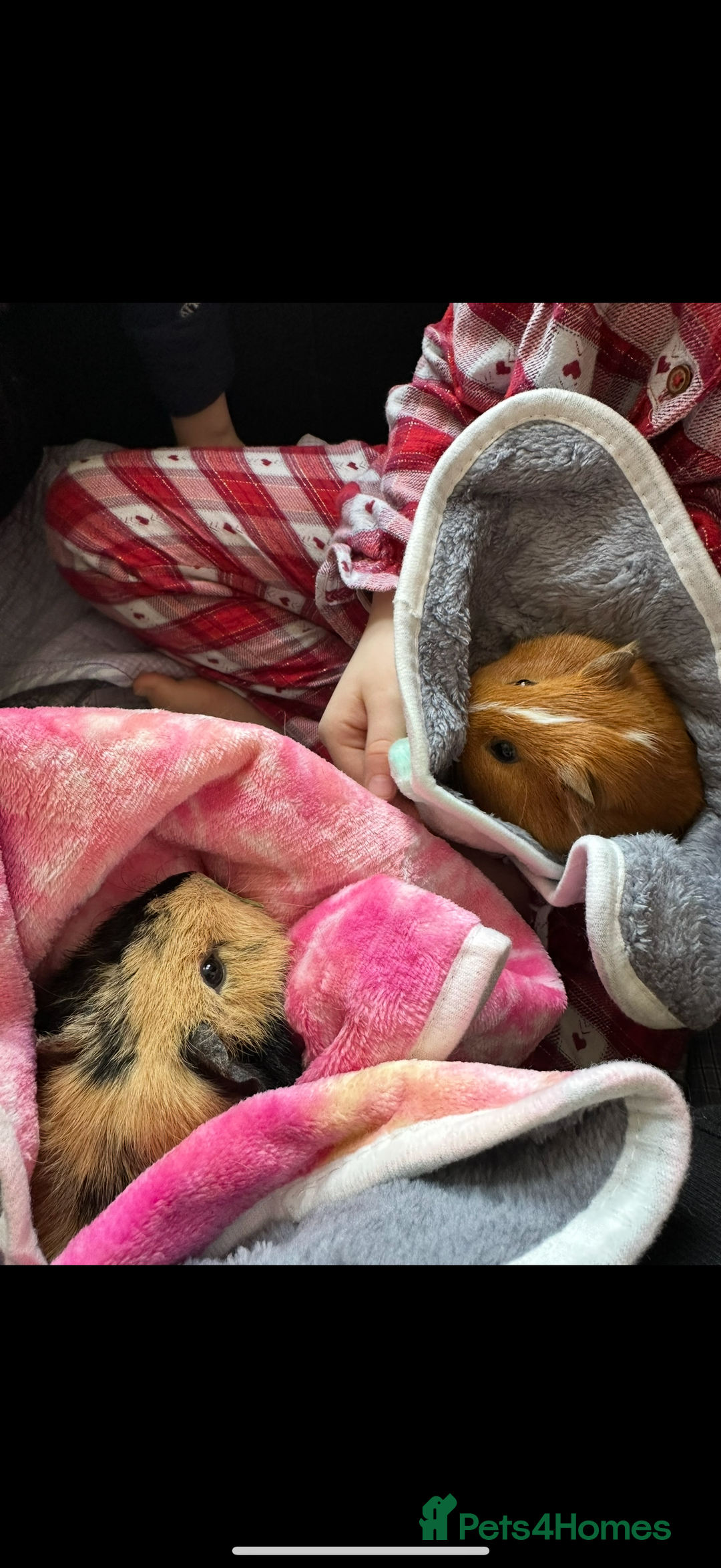 Guinea Pig rodents for sale: Sweet guinea pig boys for sad rehome  - Image 2