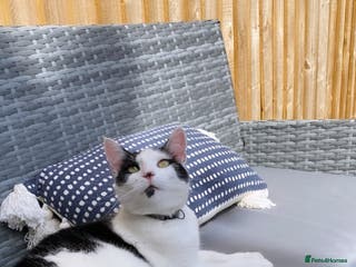 Mixed Breed cats Black and white female cat for sale - Advert 24