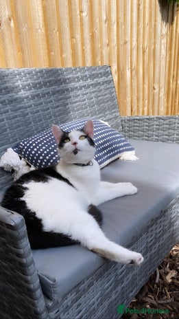 Mixed Breed cats Black and white female cat for sale - Advert 1