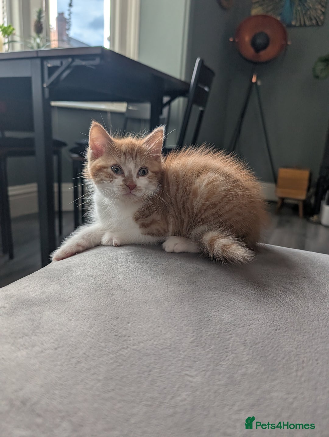 Mixed Breed cats for sale: Playful boy for sale ready now - Image 5