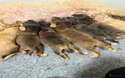 Labradoodle dogs for sale: Unique Stunning miniature doodles - Advert 13