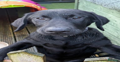 Labrador Retriever dogs in Lostwithiel - Advert 14