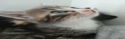 Mixed Breed cats for sale: 5 beautiful kittens for sale - Advert 16