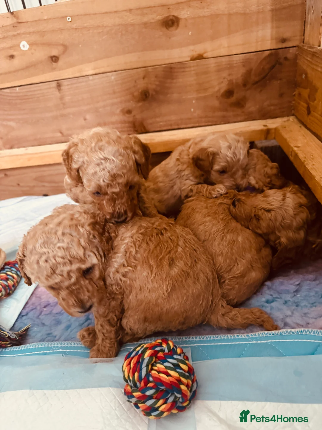 Labradoodle dogs for sale: F2bs labradoodle puppies  - Advert 20