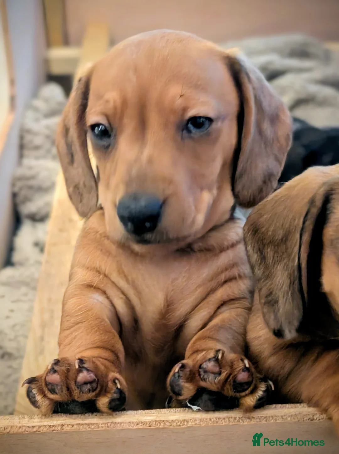 Miniature Dachshund dogs for sale: Beautiful pups  - Advert 16