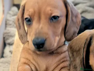 Miniature Dachshund dogs Beautiful pups - Advert 5