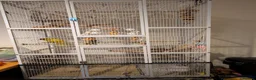 Parakeets birds for sale: Kakariki  in Kettering - Advert 2