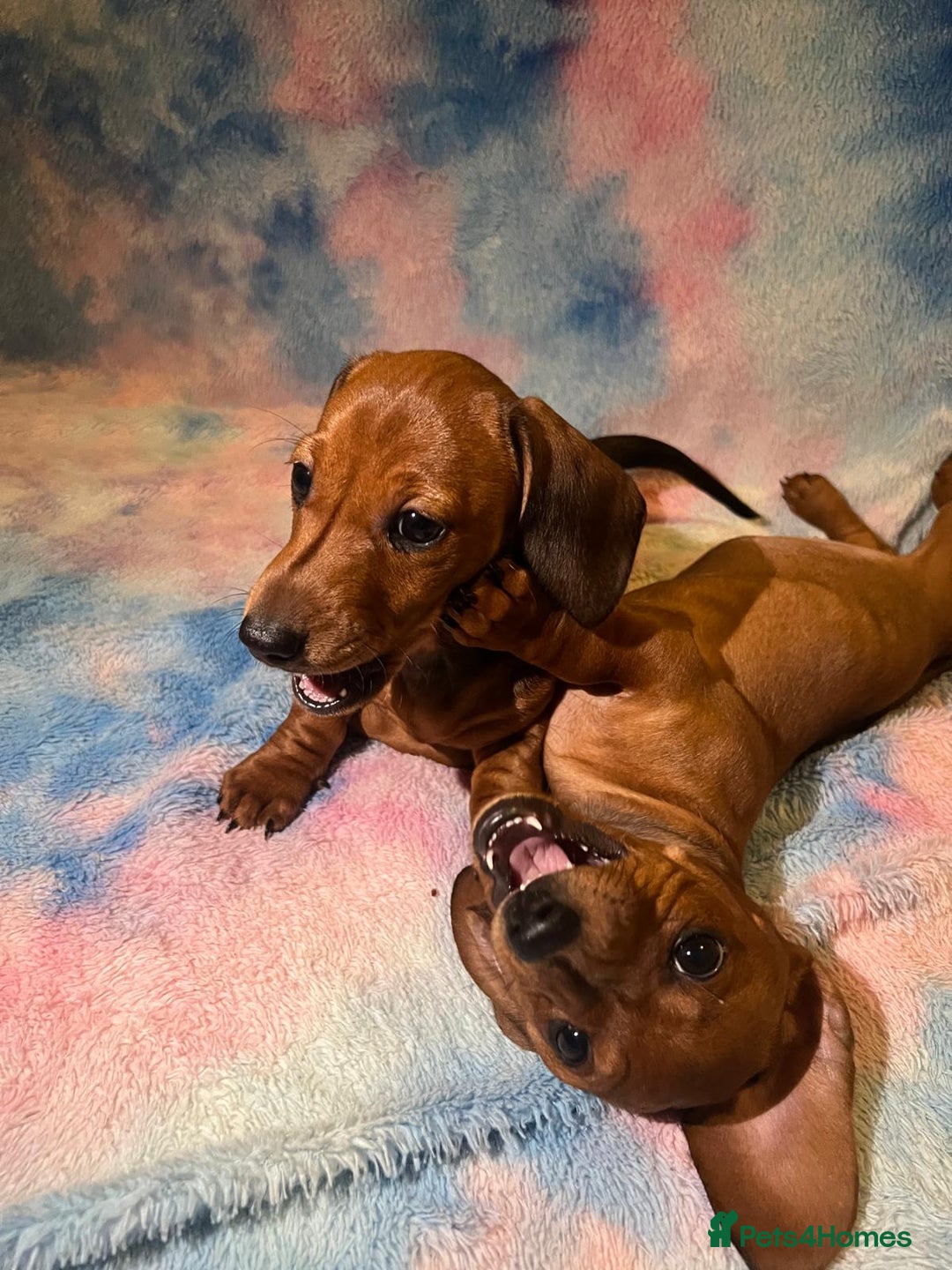 Dachshund dogs for sale: Ready to leave Miniature Dachshund Puppies  - Image 10