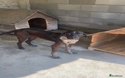Pointer dogs for adoption: Rhea, 8 months approx. Available for adoption. - Image 3