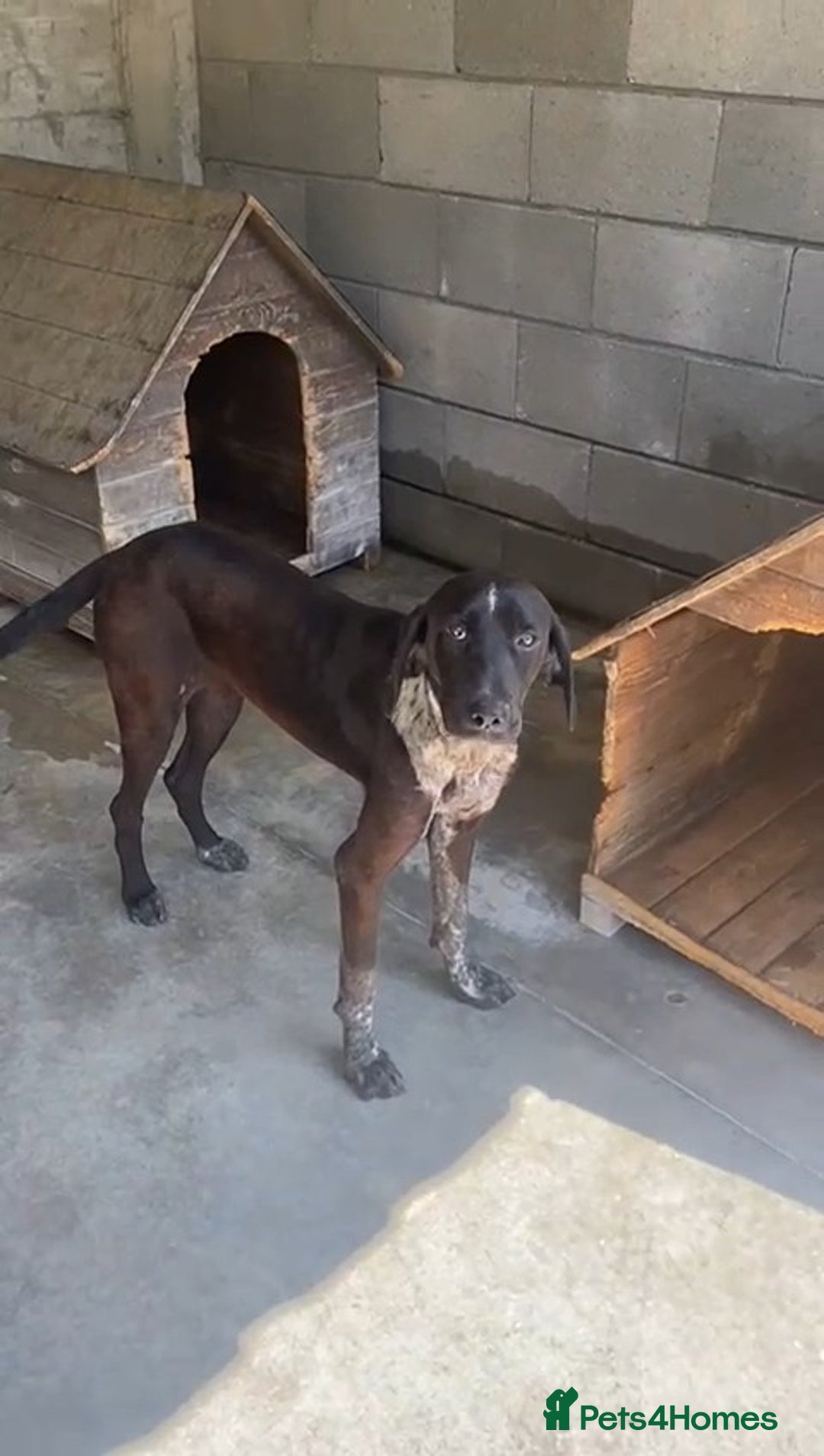 Pointer dogs for adoption: Rhea, 8 months approx. Available for adoption. - Image 3