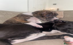 Mixed Breed dogs for sale: Shar pei cross girls  - Image 8