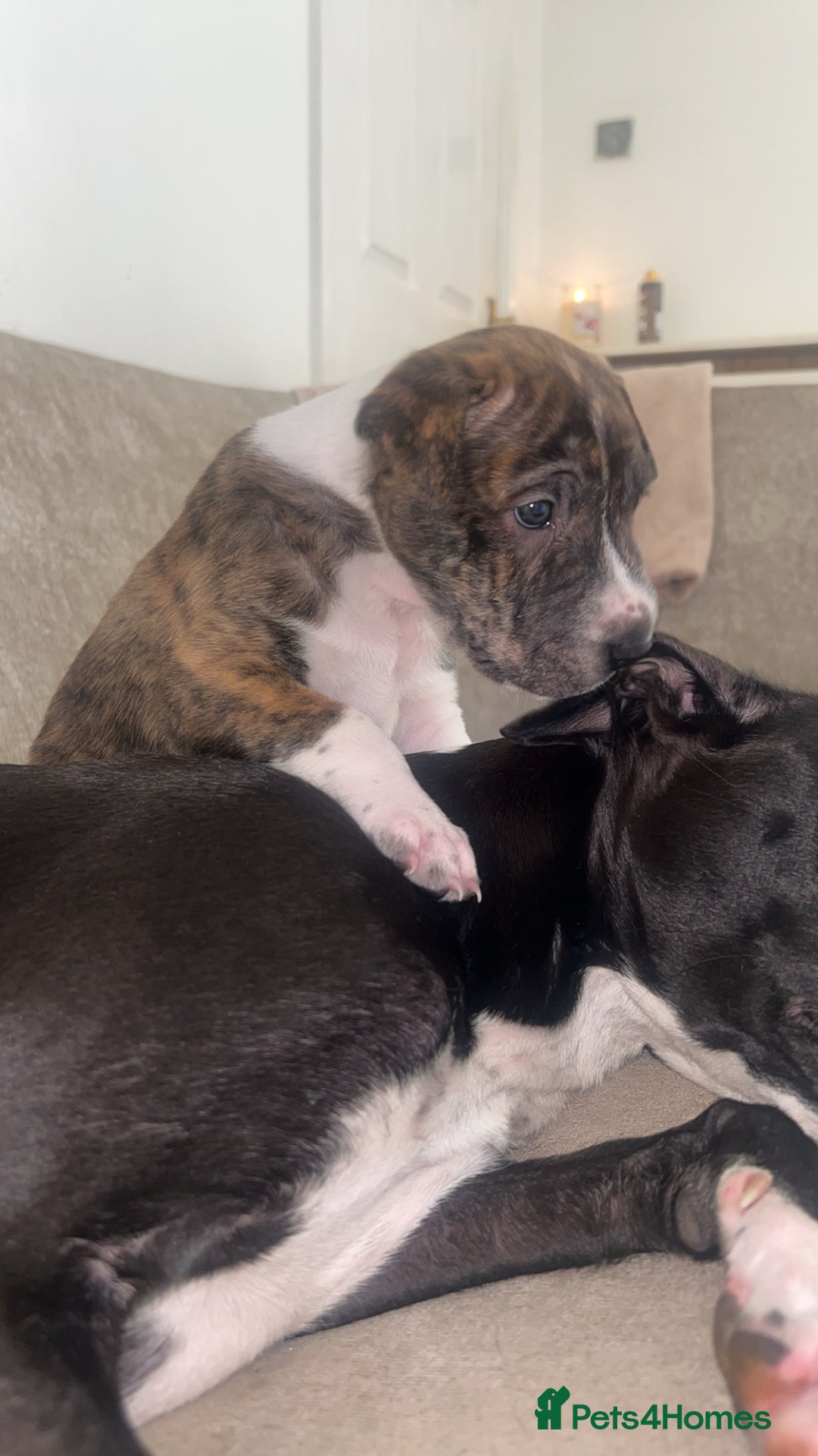 Mixed Breed dogs for sale: Shar pei cross girls  - Image 8