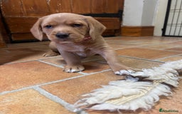 Mixed Breed dogs for sale: BEAUTIFUL GOLDEN BEAGADOR PUPPIES! - Advert 10