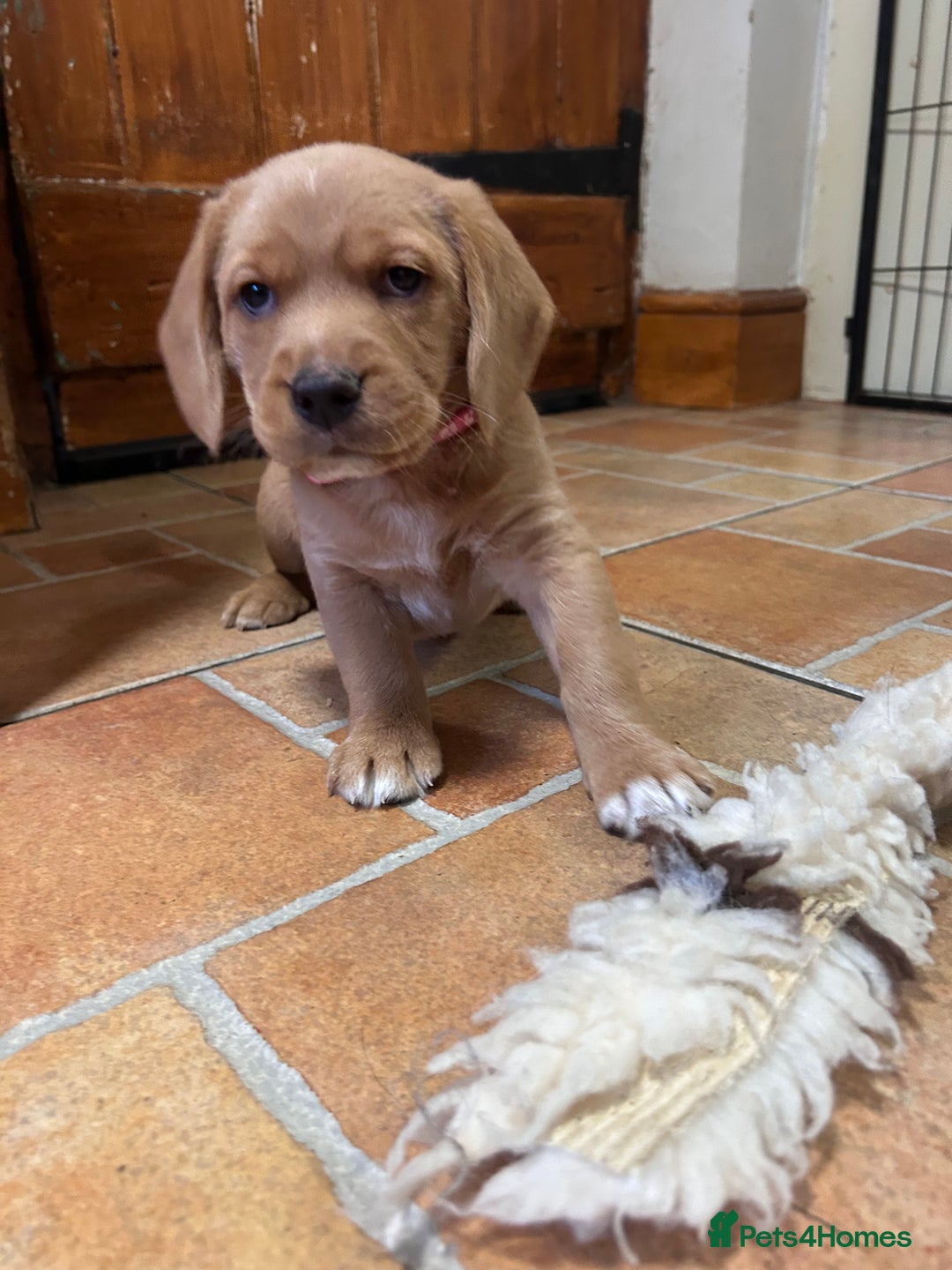 Mixed Breed dogs for sale: BEAUTIFUL GOLDEN BEAGADOR PUPPIES! - Advert 10