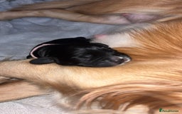 Cocker Spaniel dogs for sale: Cockers for sale  - Advert 3