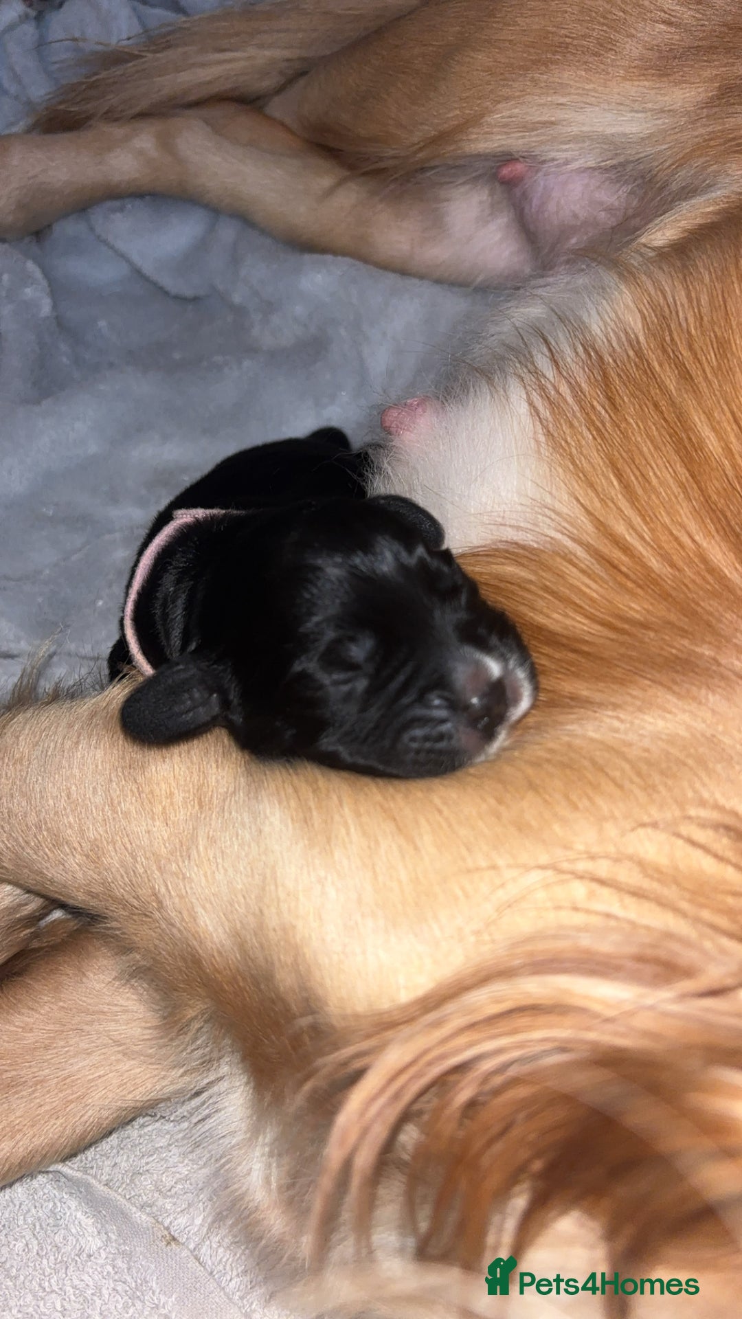 Cocker Spaniel dogs for sale: Cockers for sale  - Advert 3