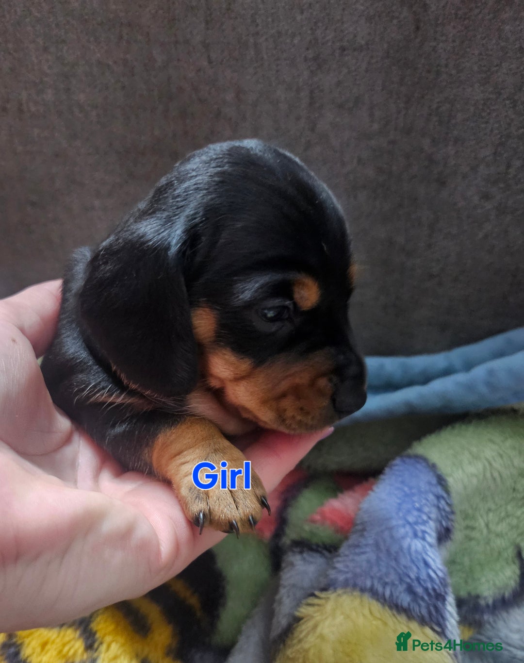 Dachshund dogs for sale: Beautiful Miniature Dachshund - Advert 3