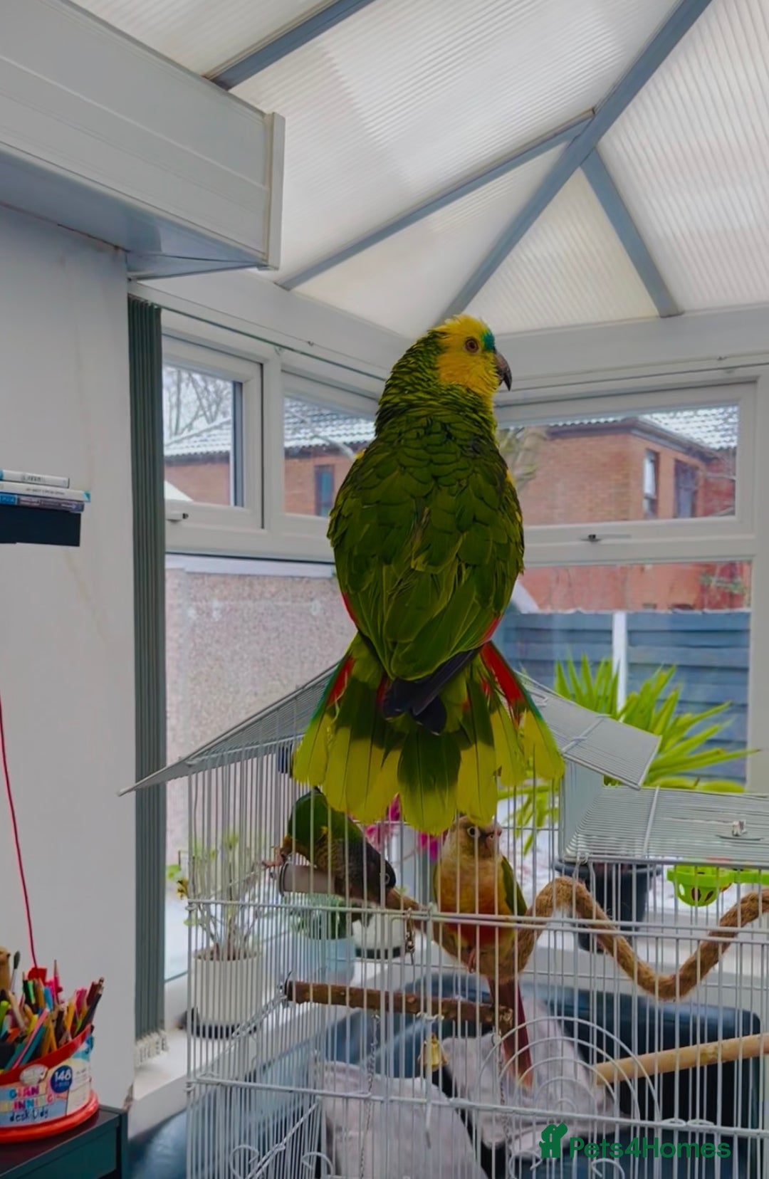 Parrots birds for sale: Blue-Fronted Amazon parrot - Advert 3