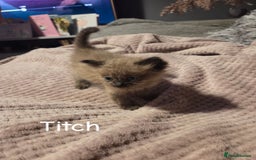 Ragdoll cats for sale: Beautiful Ragdoll Kittens - Image 19