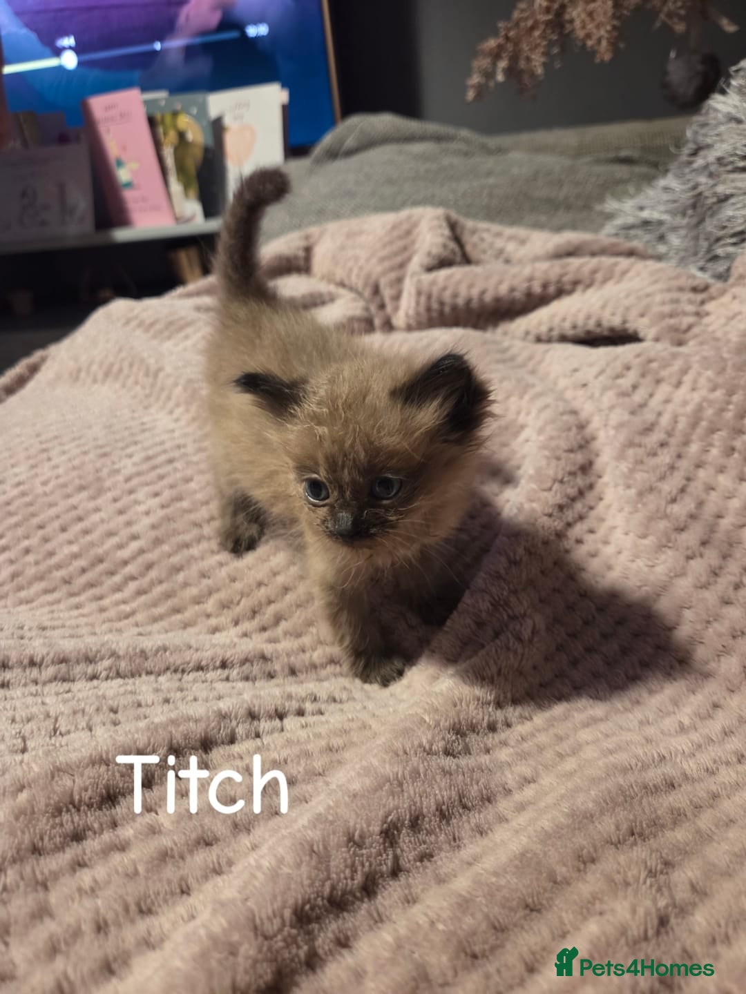 Ragdoll cats for sale: Beautiful Ragdoll Kittens - Image 19