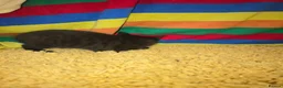 Mixed Breed cats for sale: Female Kittens for sale  - Advert 5