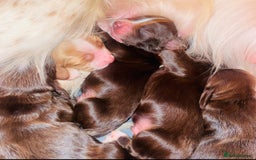 Cocker Spaniel dogs for sale: ❤️ Beautiful cocker spaniel puppies for sale ❤️ - Image 7