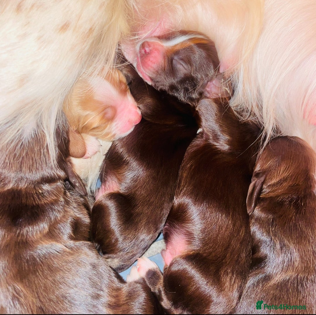 Cocker Spaniel dogs for sale: ❤️ Beautiful cocker spaniel puppies for sale ❤️ - Image 7