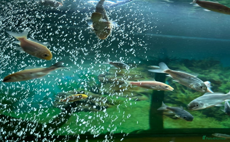 Koi Carp fish - Advert 1