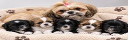 Shih Tzu dogs for sale: Beautiful Shih Tzu Puppies – 2 Girls & 3 Boys in London - Advert 3
