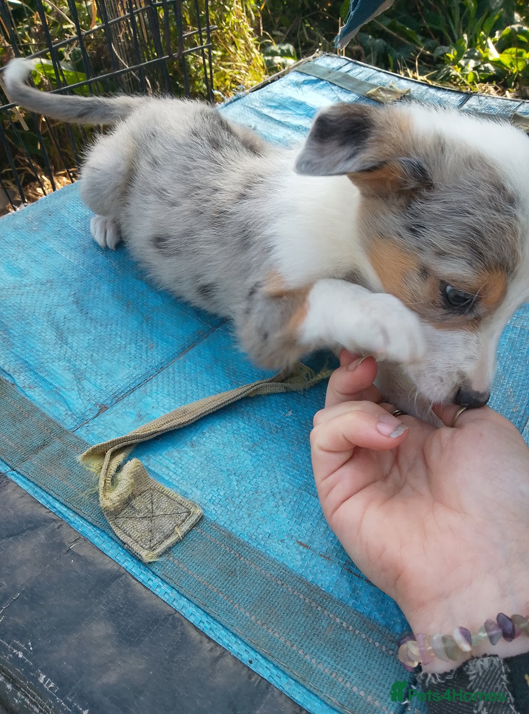 Border Collie dogs for sale: Border collie pups  - Image 7