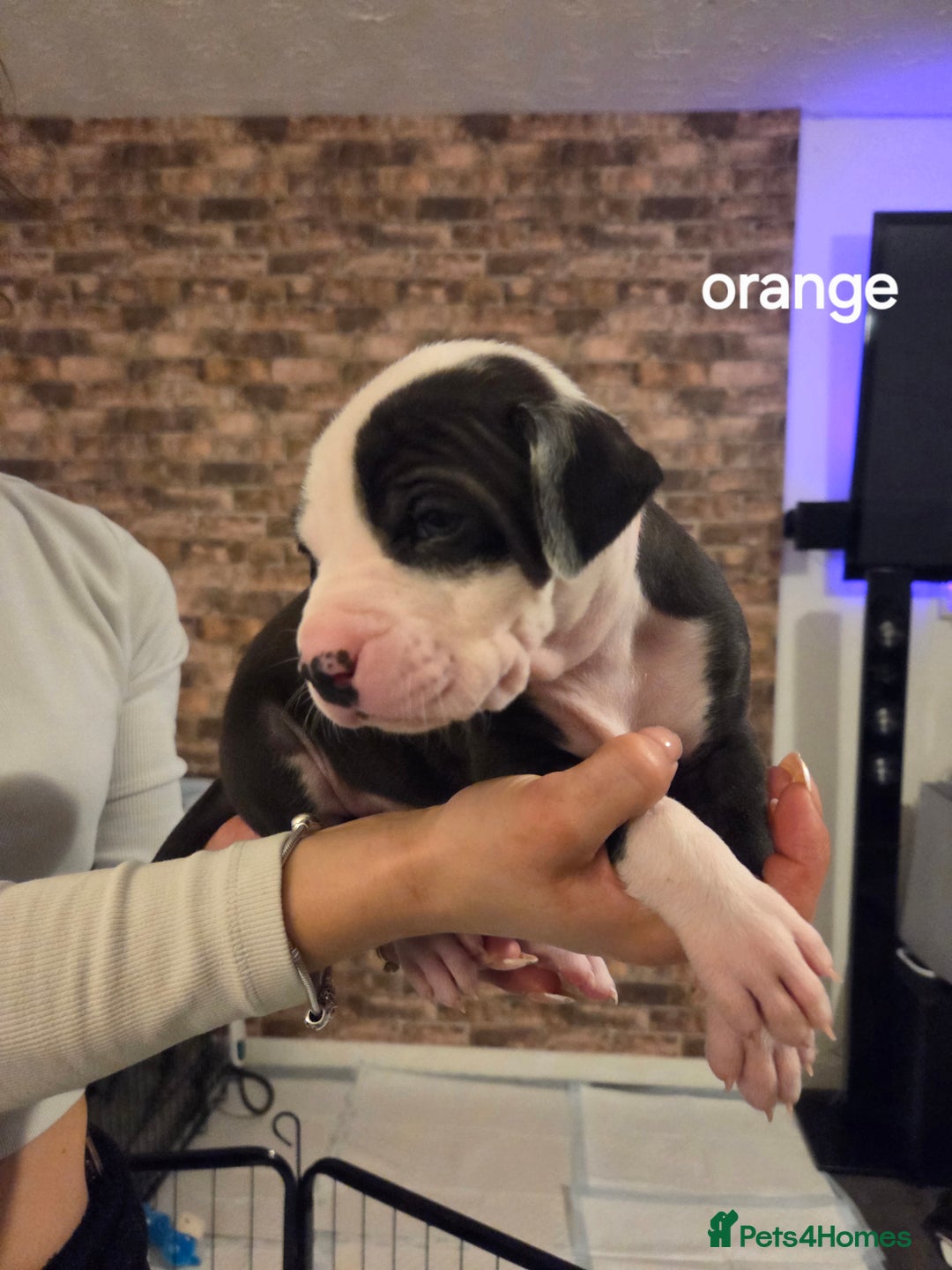 American Bulldog dogs for sale: AMERICAN BULLDOGS PURE BREEDS  - Advert 18